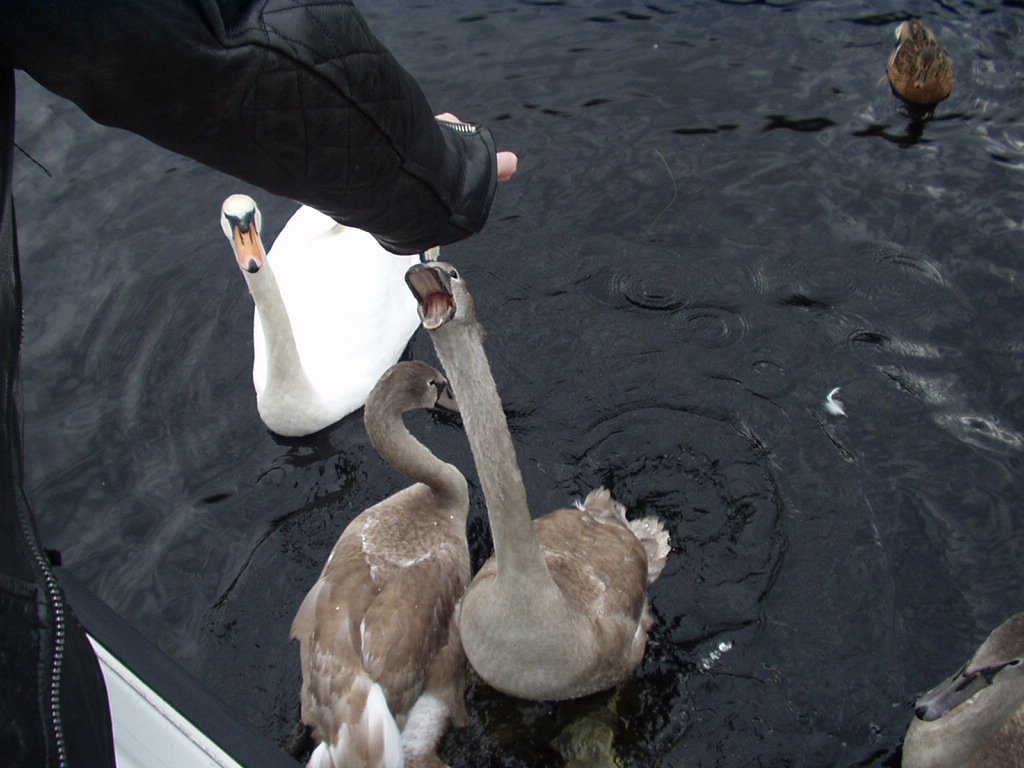 Ducks & Swans