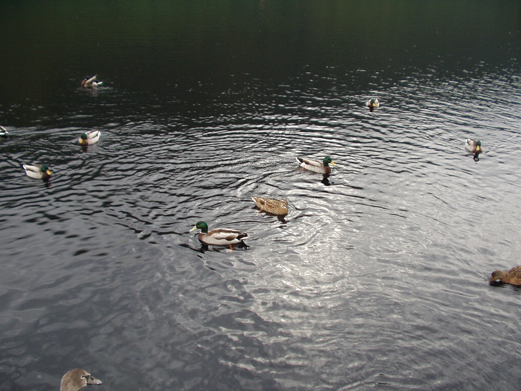 More ducks & swans.